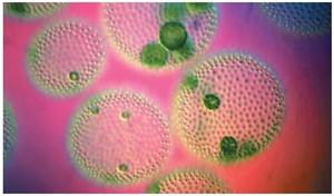 Green algae magnified to 50 times its original size. (Reproduced by permission of Custom Medical Stock Photo, Inc.)