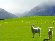 counting sheeps 1,2,3,4,5,6,7,8,9